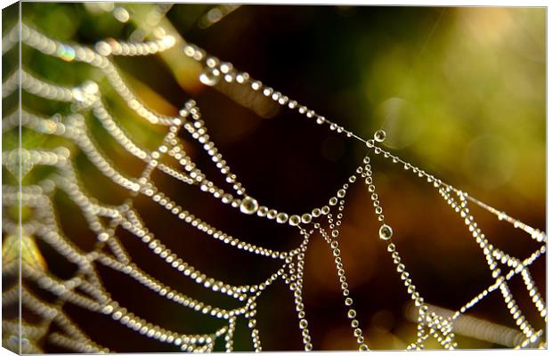 Droplets on a Web Canvas Print by Serena Bowles