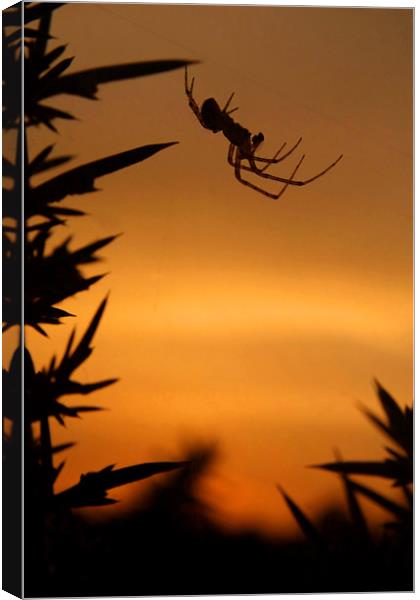 Sunset Spider Canvas Print by Serena Bowles