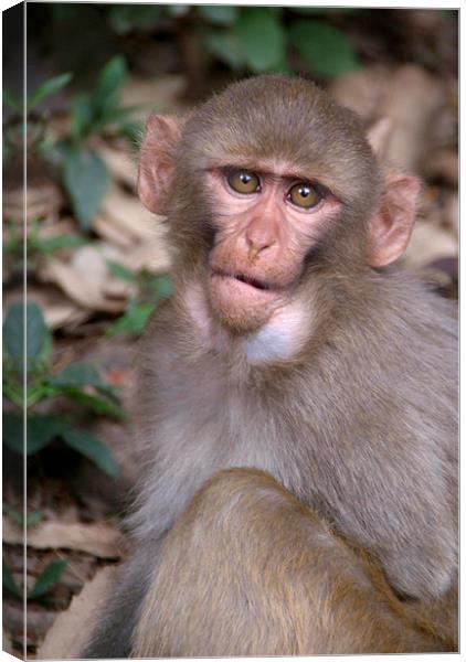Young Rhesus Macaque with Food in Cheeks Canvas Print by Serena Bowles