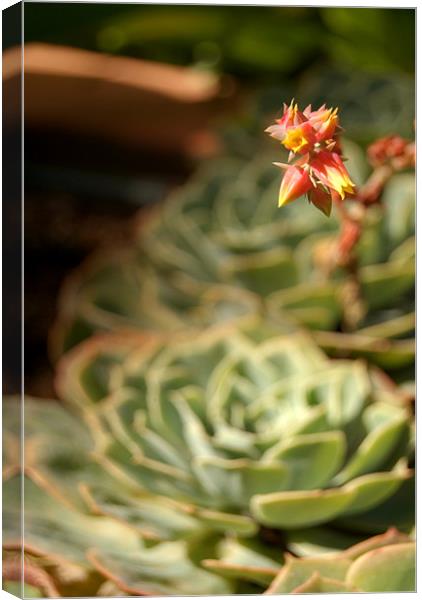 Succulent and Flower, Majorelle Gardens Canvas Print by Serena Bowles