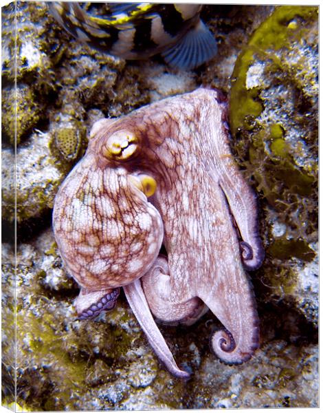 Octopus on the Rocks, Turks and Caicos Canvas Print by Serena Bowles