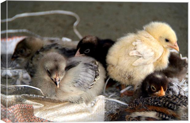 Five Young Chicks Canvas Print by Serena Bowles