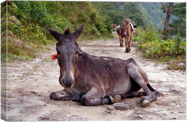 Resting Mule on the Path Canvas Print by Serena Bowles