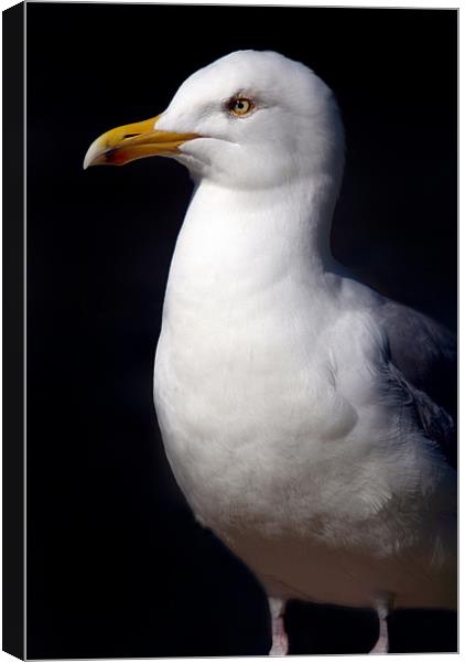 Standing Seagull Canvas Print by Serena Bowles