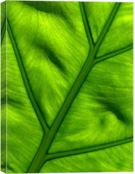 Nature's Work - Light Shining Through Green Leaf Canvas Print by Serena Bowles