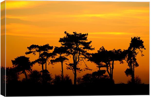 Sunset Trees, Kent, England Canvas Print by Serena Bowles