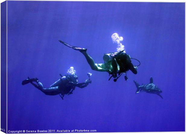 Divers Photographing an Oceanic Whitetip Shark, Re Canvas Print by Serena Bowles