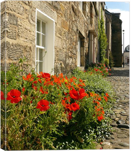 Poppies Canvas Print by Mark Malaczynski