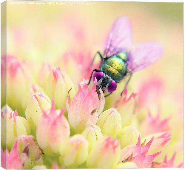 Pretty Fly Canvas Print by Louise Godwin
