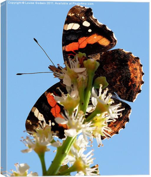 Red Admiral 1 Canvas Print by Louise Godwin