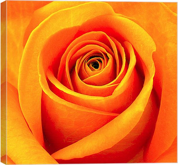 Orange Abstract Rose Canvas Print by Louise Godwin