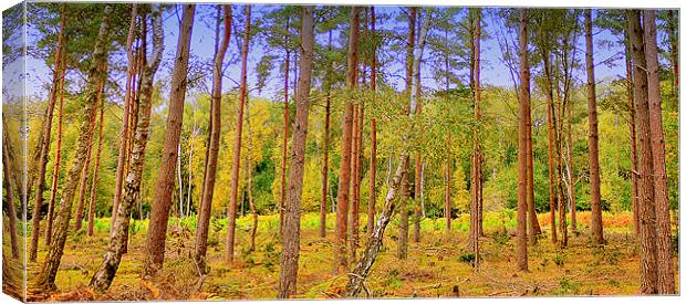 Through The Trees Canvas Print by Louise Godwin