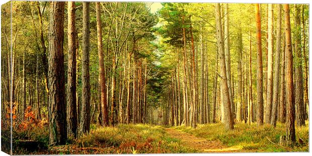 Forest Pathway Canvas Print by Louise Godwin