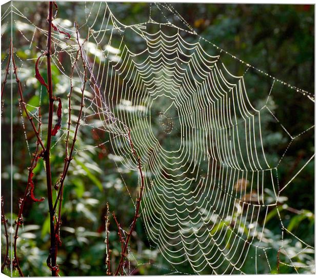 The Web Canvas Print by Louise Godwin
