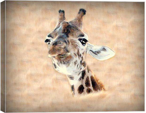 Giraffe Head Canvas Print by Louise Godwin