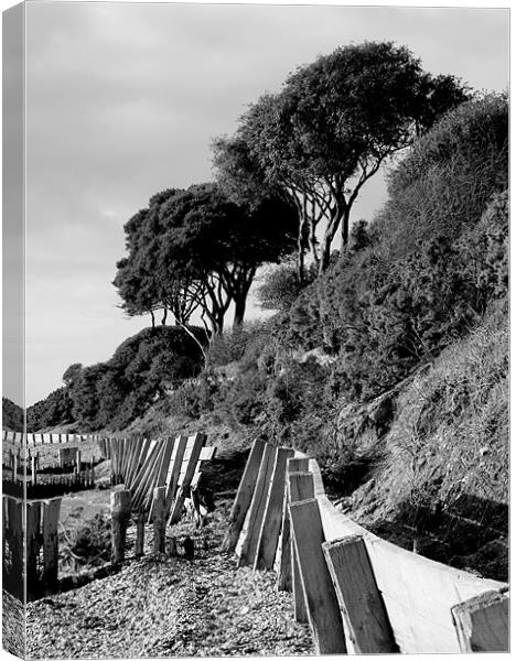 Lepe Country Park Meets The Beach Canvas Print by Louise Godwin