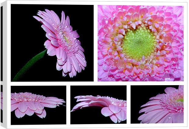 Pink Gerbera Daisy Collage Canvas Print by Louise Godwin