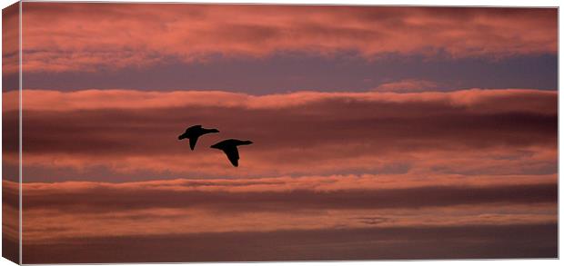 Pink Skies Black Geese Canvas Print by Louise Godwin