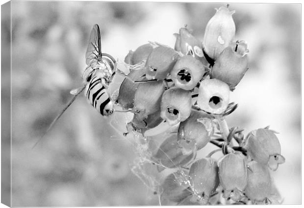 Hover On Heather Canvas Print by Louise Godwin