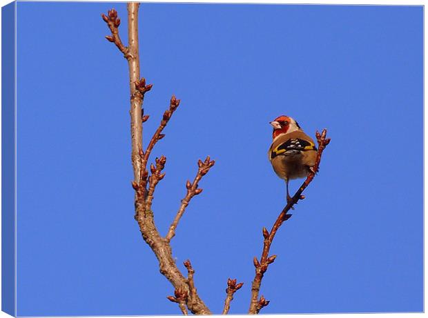 Glorious Goldfinch Canvas Print by Louise Godwin