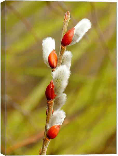 Pussy Willow Canvas Print by Louise Godwin