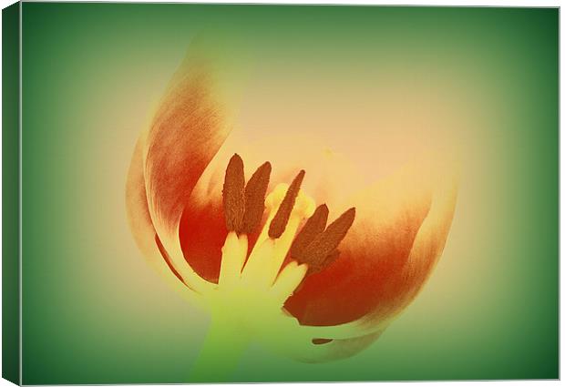 Tulip Centre Canvas Print by Louise Godwin