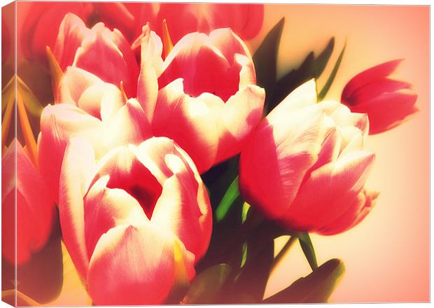 Dreamy Tulips Canvas Print by Louise Godwin
