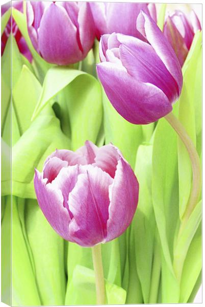 Delicate Dutch Tulips Canvas Print by Louise Godwin