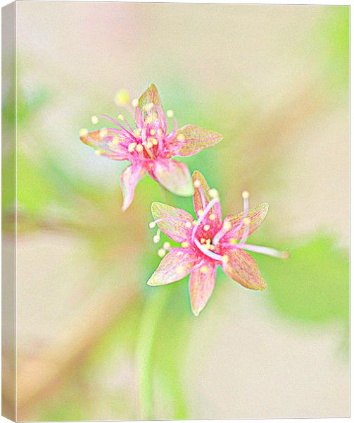 Abstract Cherry Blossom HDR Canvas Print by Louise Godwin