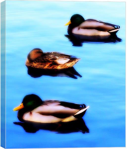 Threes A Crowd Canvas Print by Louise Godwin