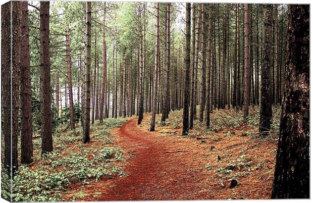 Forest Pathway Canvas Print by Louise Godwin