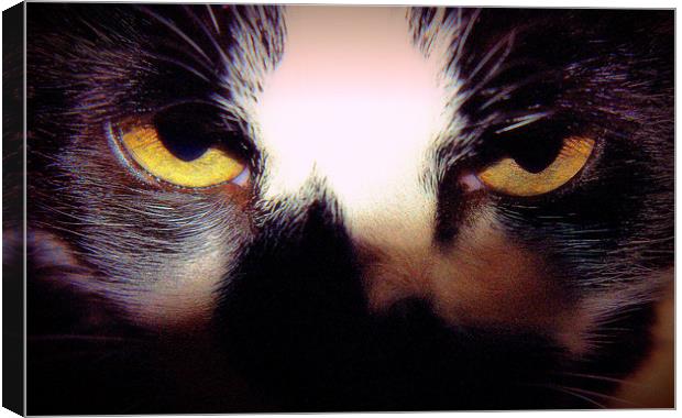 Feline Eyes Canvas Print by Louise Godwin