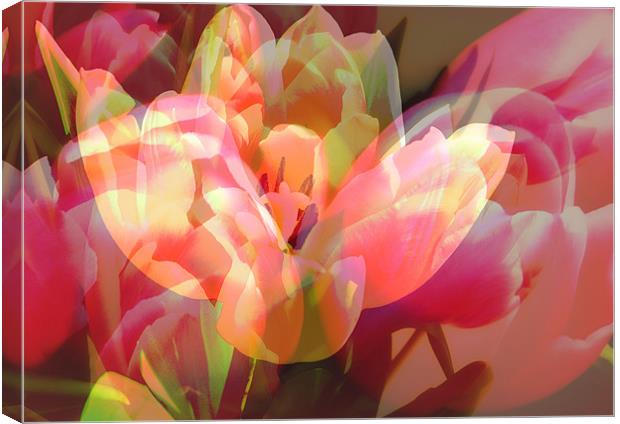 Tulip Mess Canvas Print by Louise Godwin