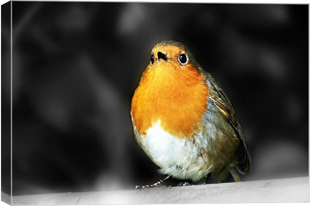 Robin Red Breast Canvas Print by Louise Godwin