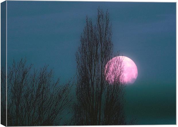 Pinky Moon Canvas Print by Louise Godwin