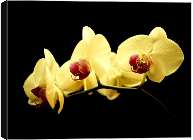 Orchid Trio Canvas Print by Louise Godwin