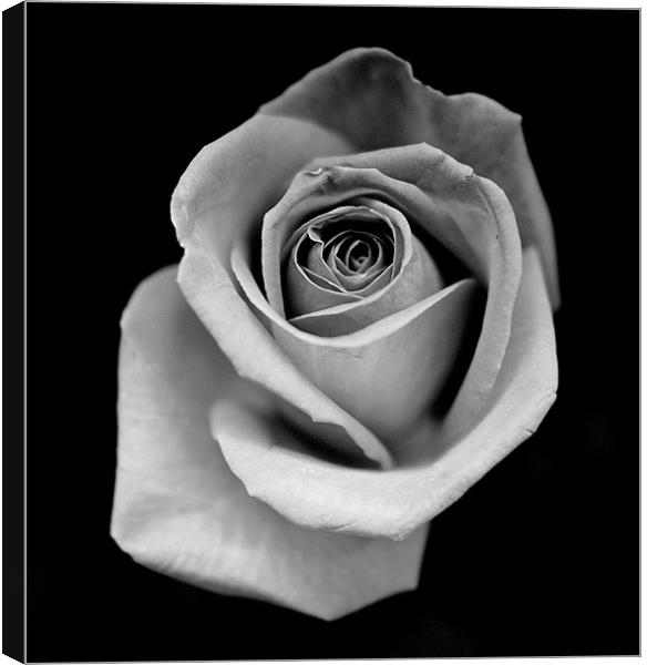 Silver Rose Canvas Print by Louise Godwin