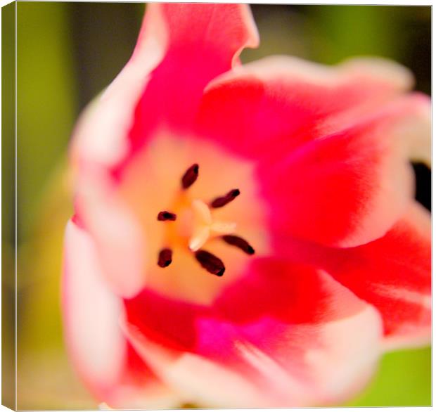 Tulip Time II Canvas Print by Louise Godwin