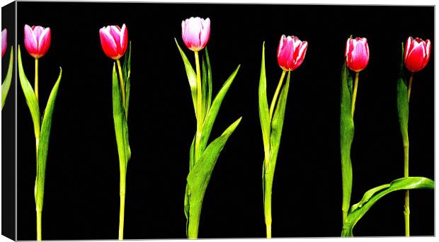 The Tulip 6 Canvas Print by Louise Godwin