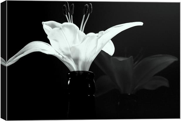 Champagne Lily Canvas Print by Louise Godwin