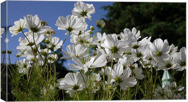 White Cosmos Blue Skies Canvas Print by Louise Godwin