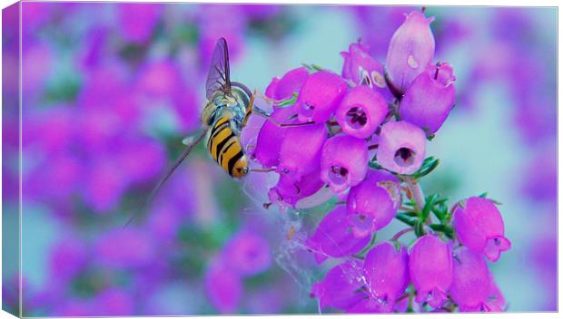 Hover & Heather Canvas Print by Louise Godwin