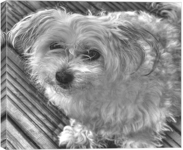 Black and White Pooch Canvas Print by Louise Godwin