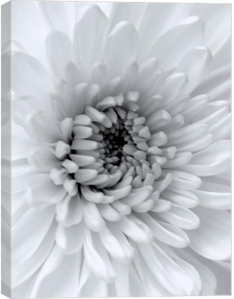 Black & White Chrysanthemum Canvas Print by Louise Godwin