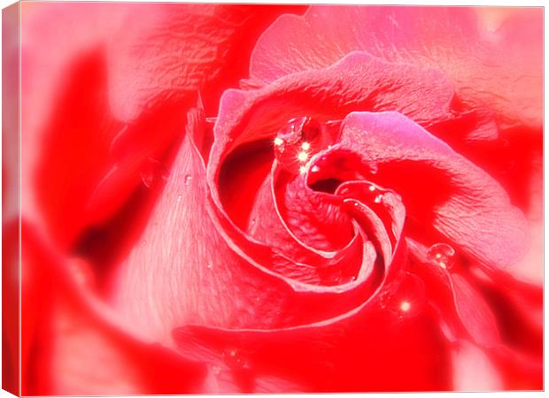 Red Rose and Water Drop Canvas Print by Louise Godwin