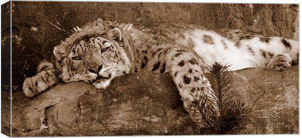 Lazy Snow Leopard Canvas Print by Louise Godwin