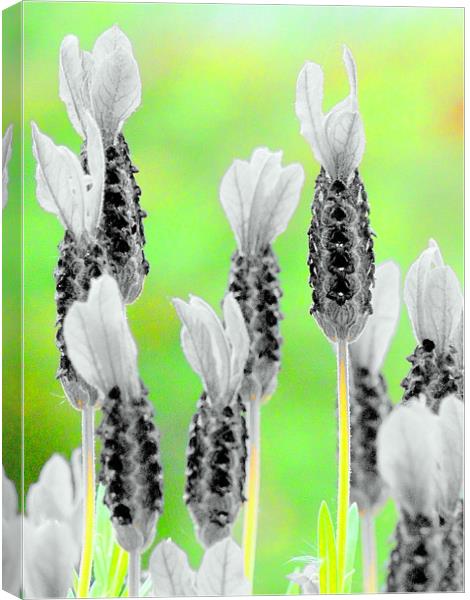 Black and White Lavender! Canvas Print by Louise Godwin