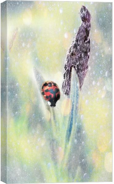 Lady Bird Bug  Canvas Print by Louise Godwin