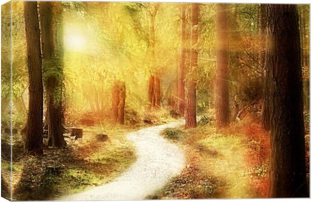 Forest Woodland Walk Canvas Print by Louise Godwin