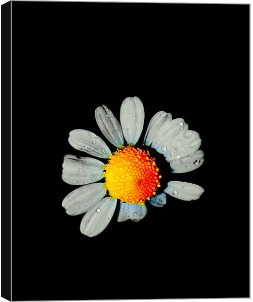 Damaged Daisy Canvas Print by Louise Godwin